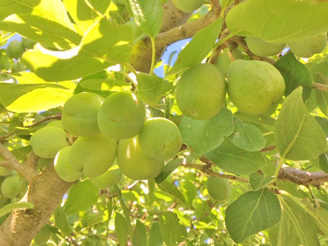 プルーン農園、プルーンの実