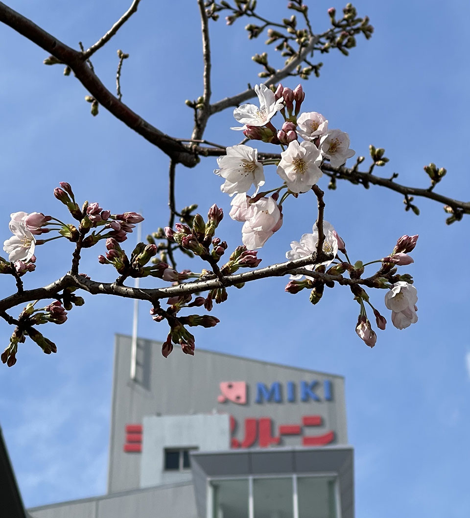 西宮工場、桜、開花