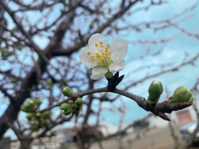 ミキプルーン農園から、一番花の便りです＊*