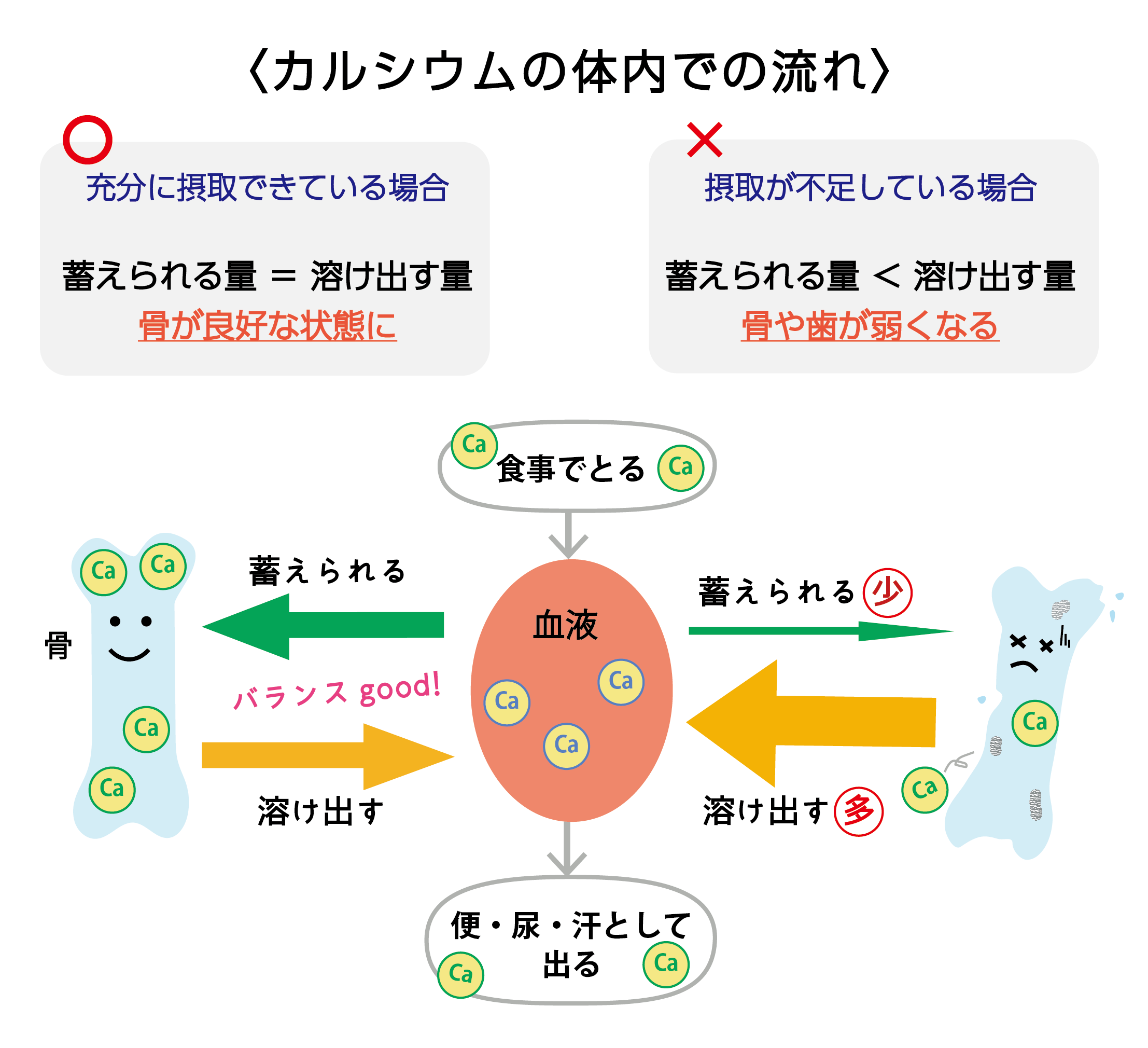 カルシウムのコト ミキプルーン