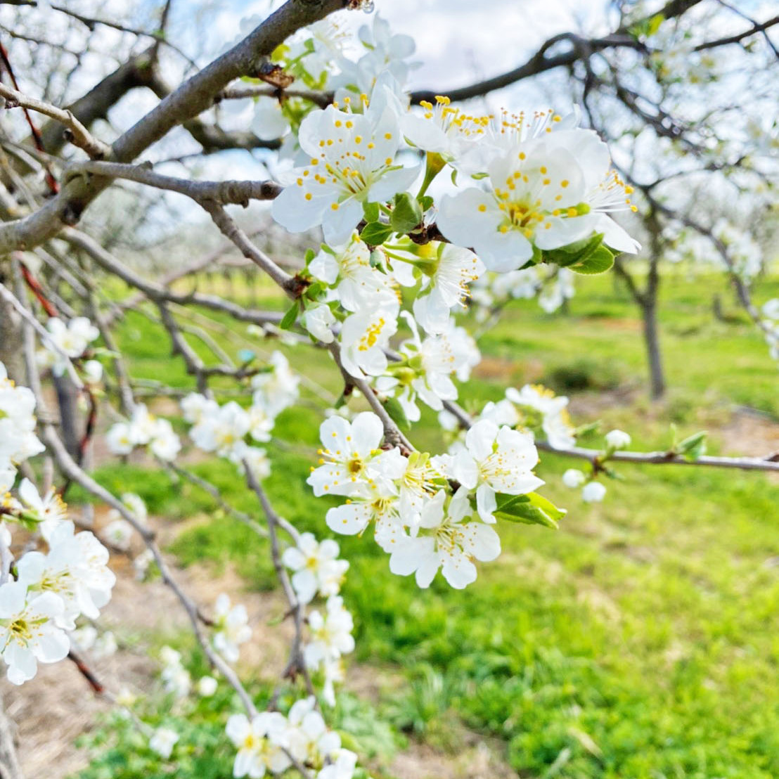 ミキプルーン農園満開