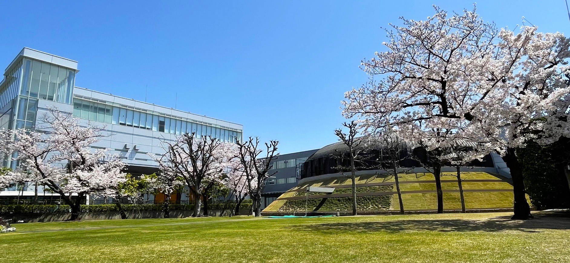 ミキプルーン西宮工場の桜