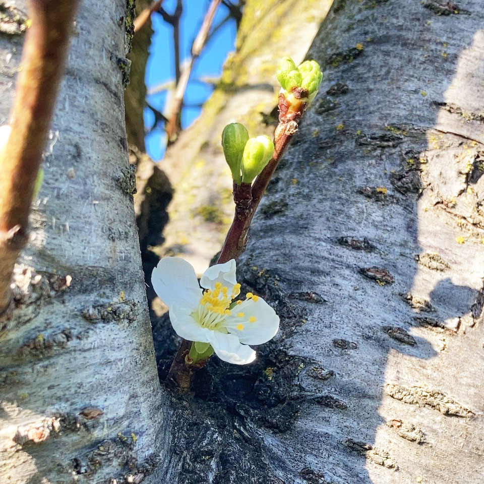 一番花
