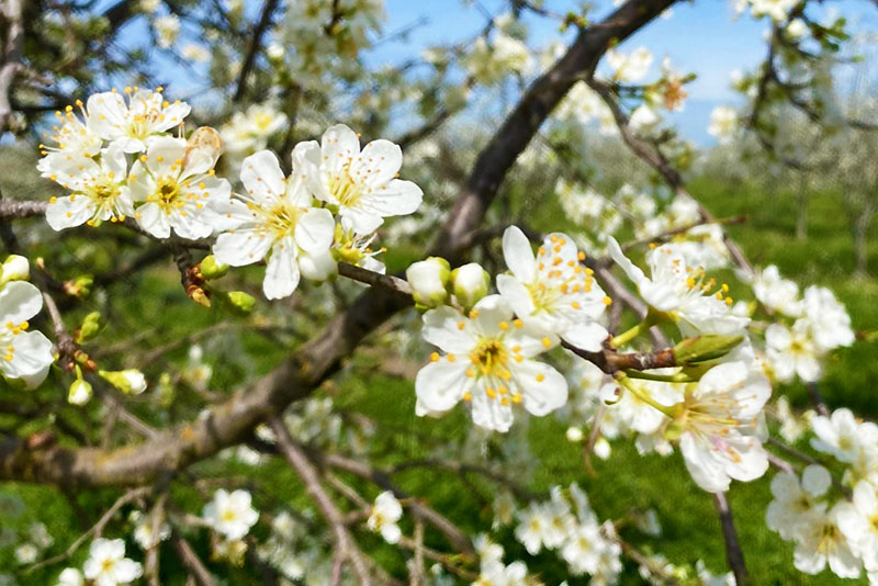 ミキプルーン農園4月