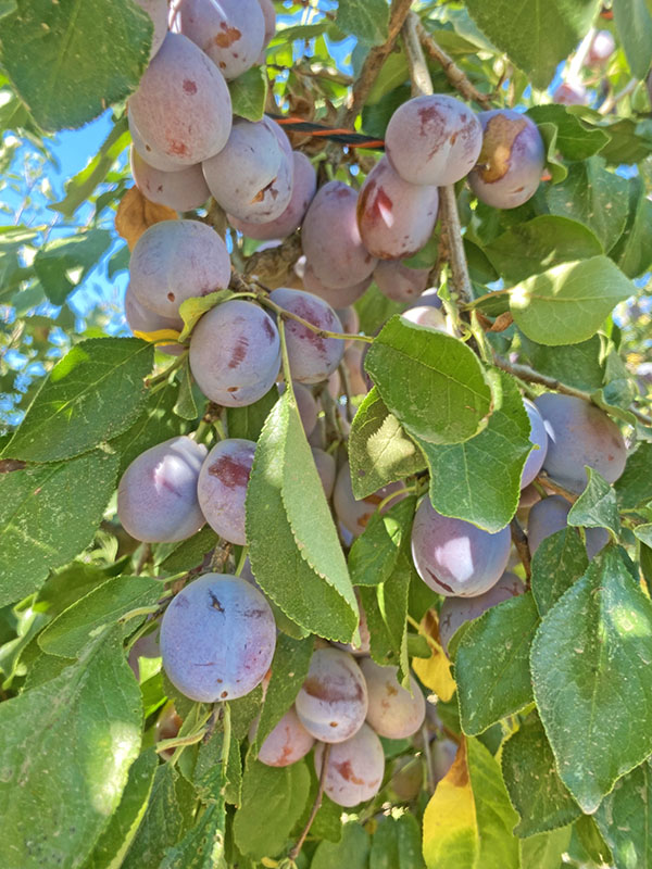 ミキプルーン農園