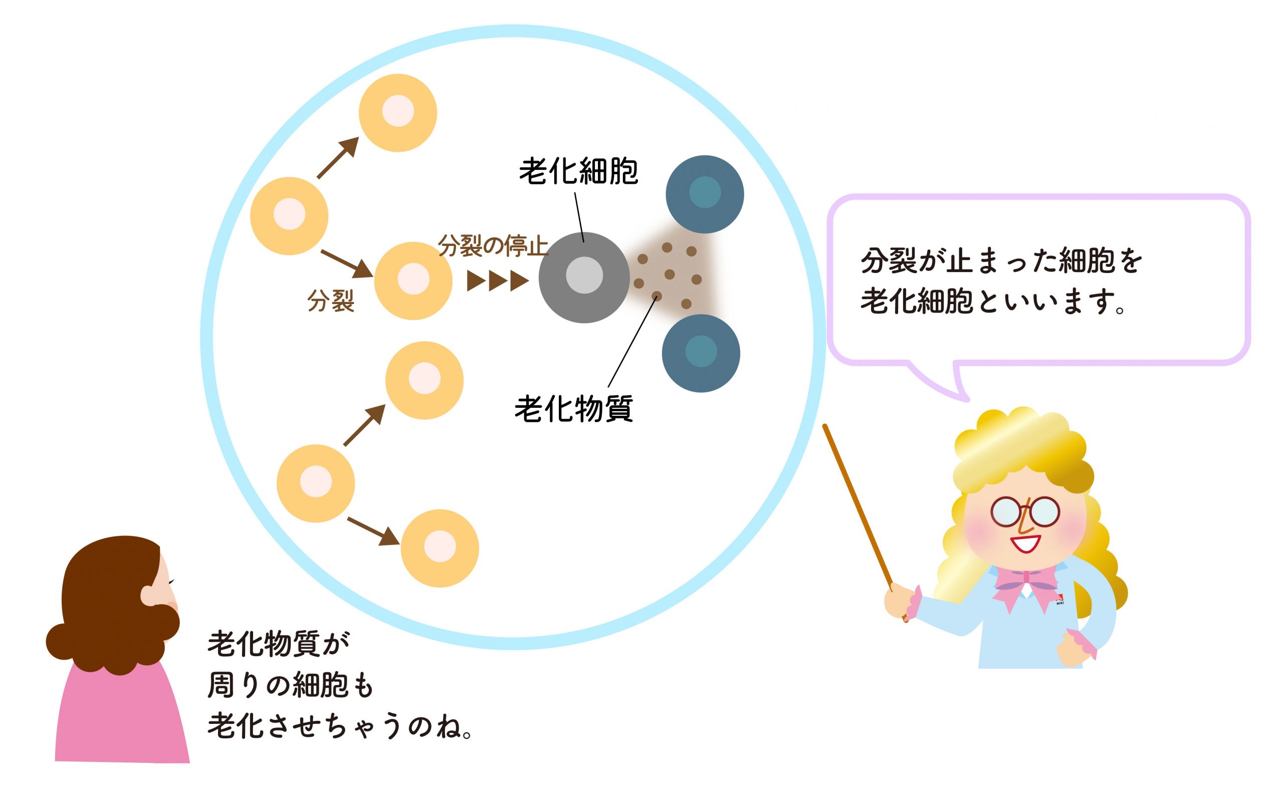 老化細胞について説明するハカセーヌさん