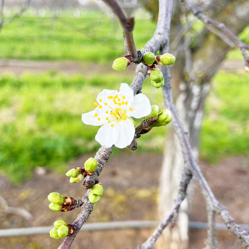 一番花が咲きましたヽ(✿ﾟ▽ﾟ)ノ