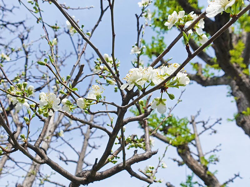 春の西宮工場