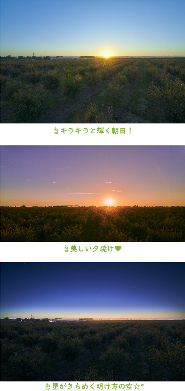 ミキプルーン農園の空