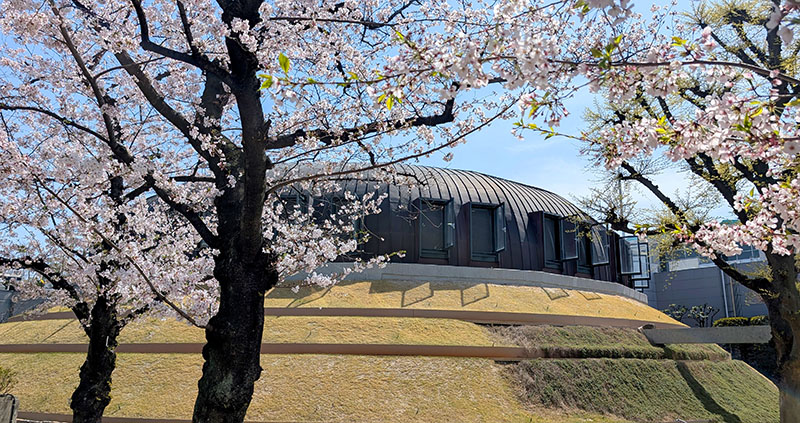 西宮工場の桜