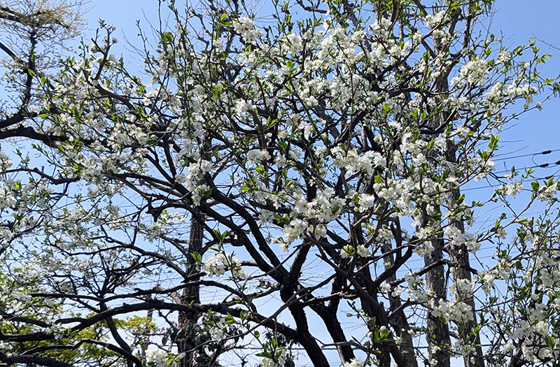 プルーンの花も満開！春爛漫の西宮工場です♪