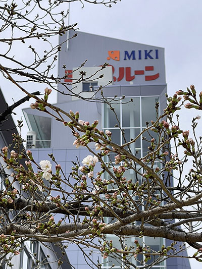 西宮工場の桜