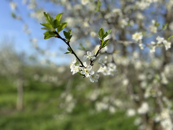 ミキプルーン農園の花