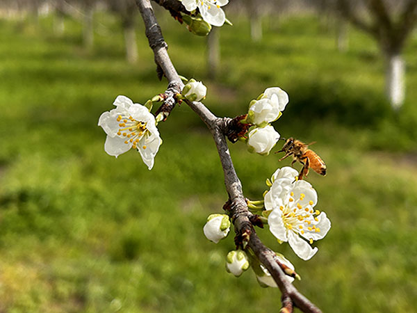 ミキプルーン農園も西宮工場も、花の季節です❀