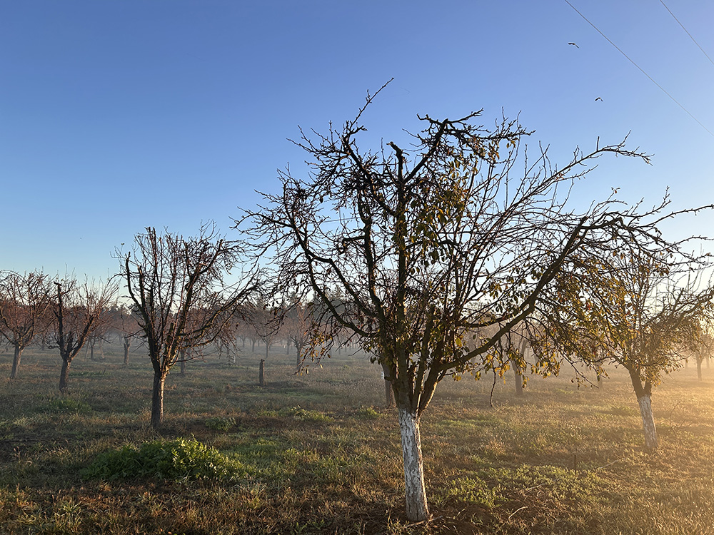 初冬のミキプルーン農園その2