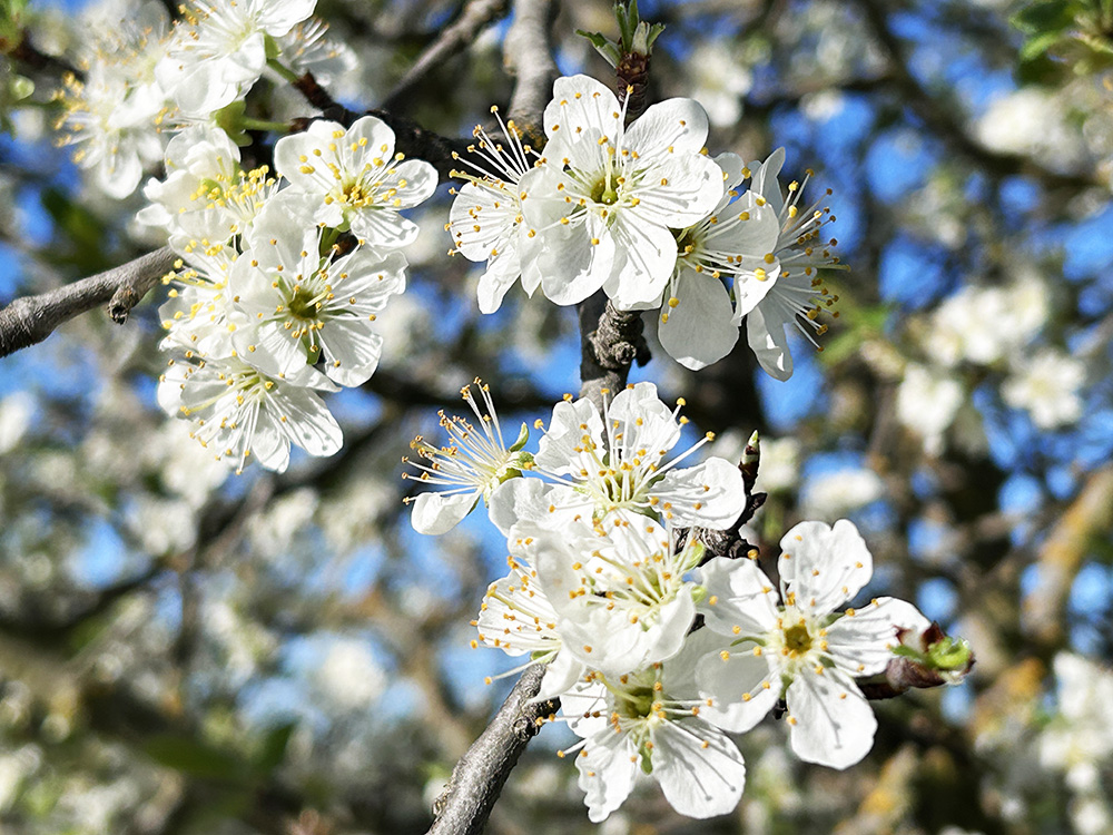 桜に似たプルーンの花