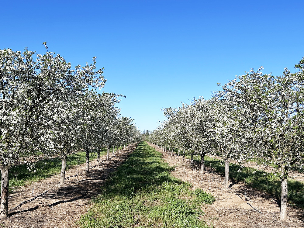 プルーンの花の下でお花見がしたい