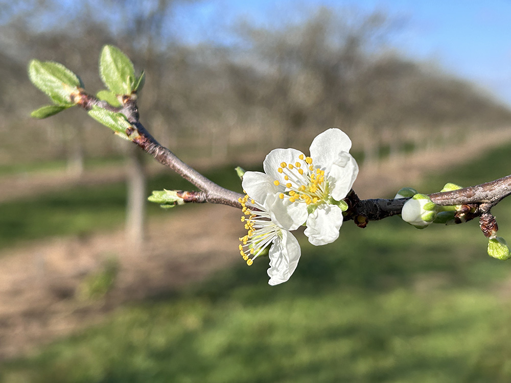 ミキプルーン農園の開花_白い花