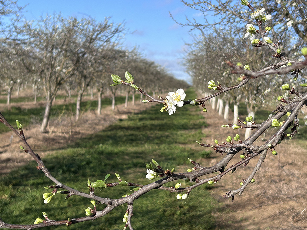 ミキプルーン農園の開花_満開ももうすぐ