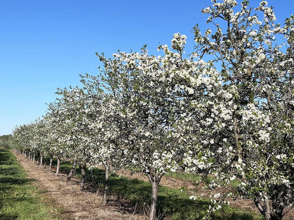 どこまでも続くプルーンの花