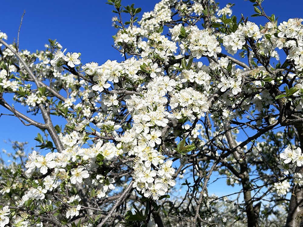 日差しを楽しむかのように咲くプルーンの花