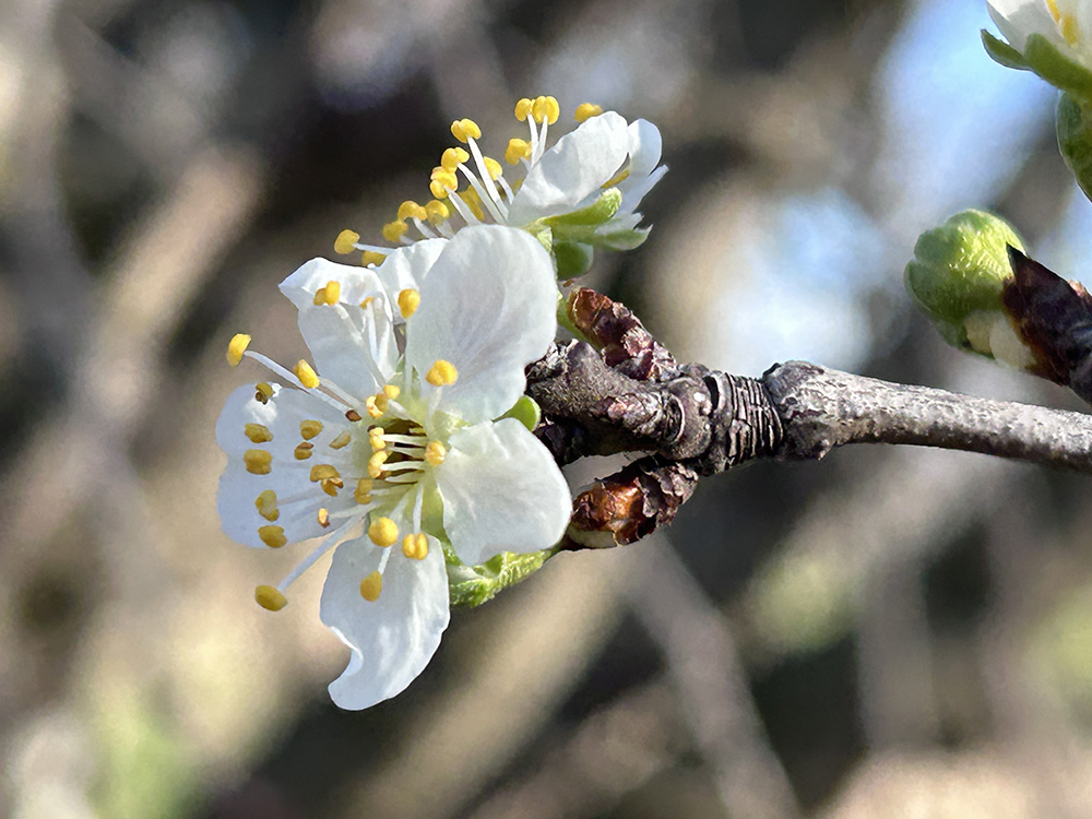 きれいに開いたプルーンの花