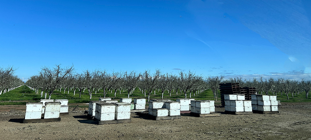 ミキプルーン農園にミツバチの巣箱を設置