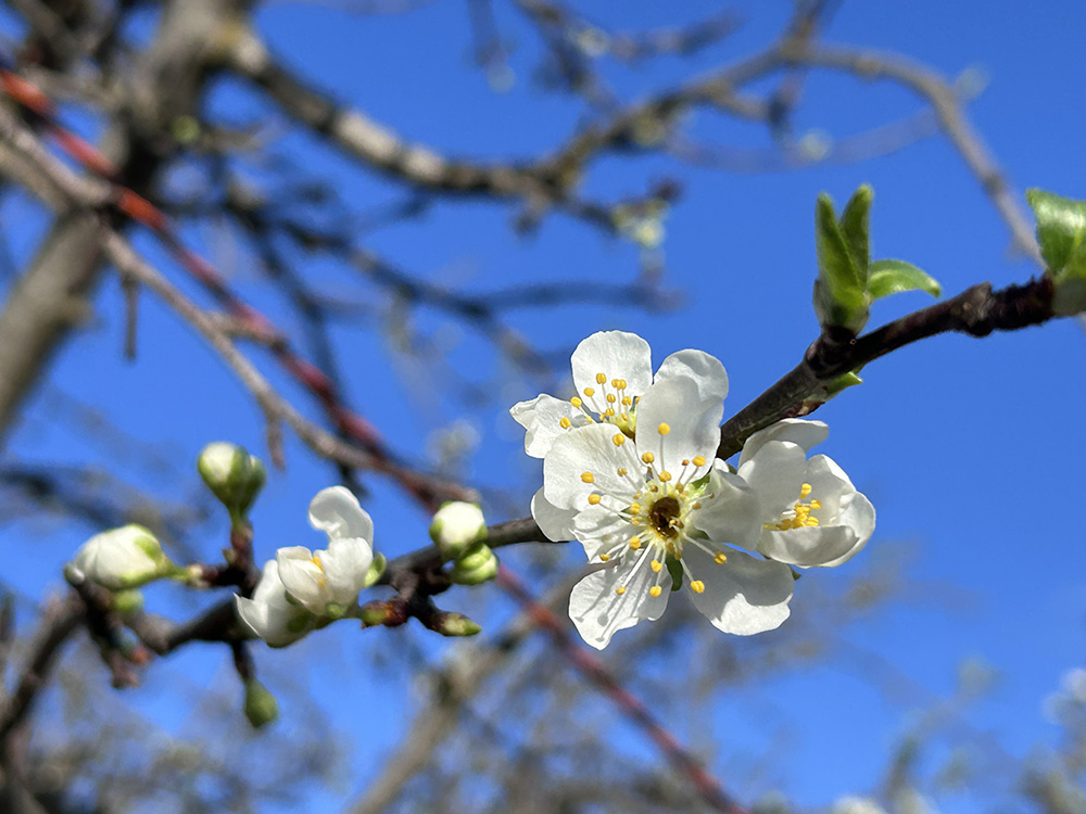ミキプルーン農園に春がやってきました♪