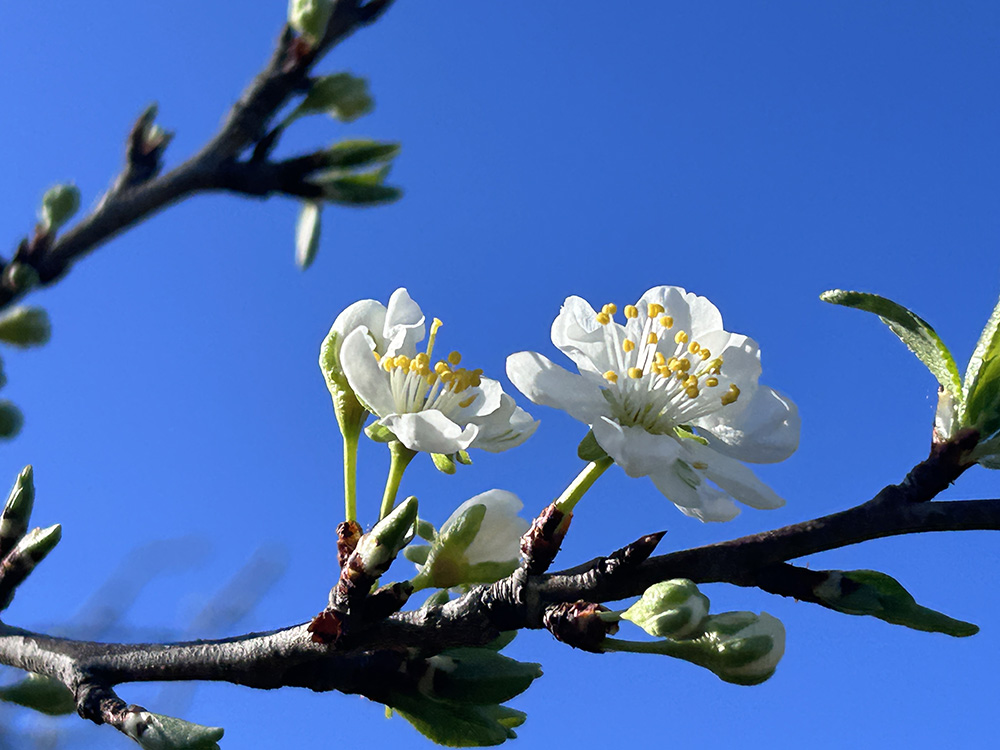 プルーンの花が咲いたミキプルーン農園