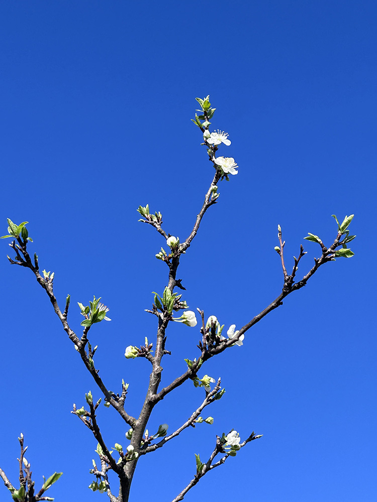 青空に映えるプルーンの花