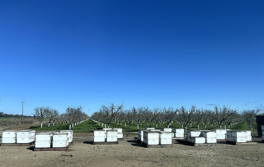 受粉に向けてミツバチの巣箱を設置