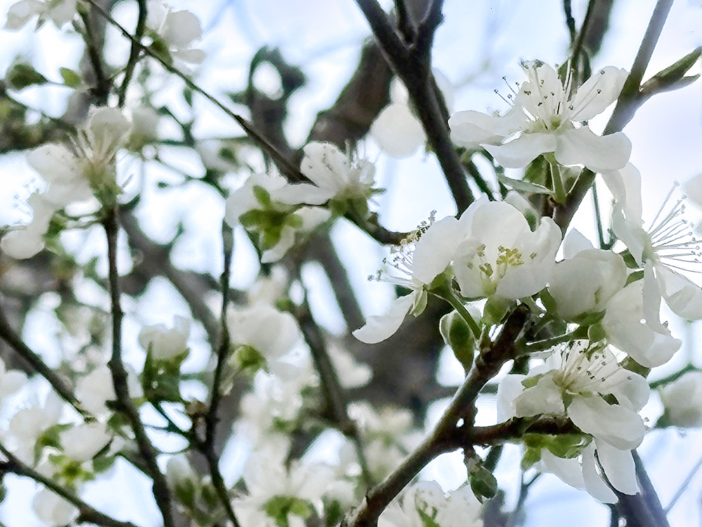 プルーンの花も満開