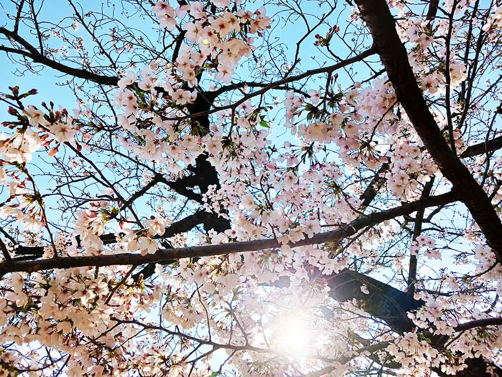 ミキプルーン西宮工場の桜が満開