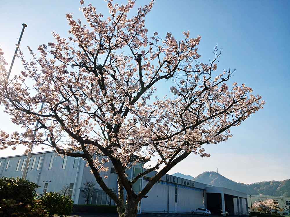 ミキの山南工場の桜