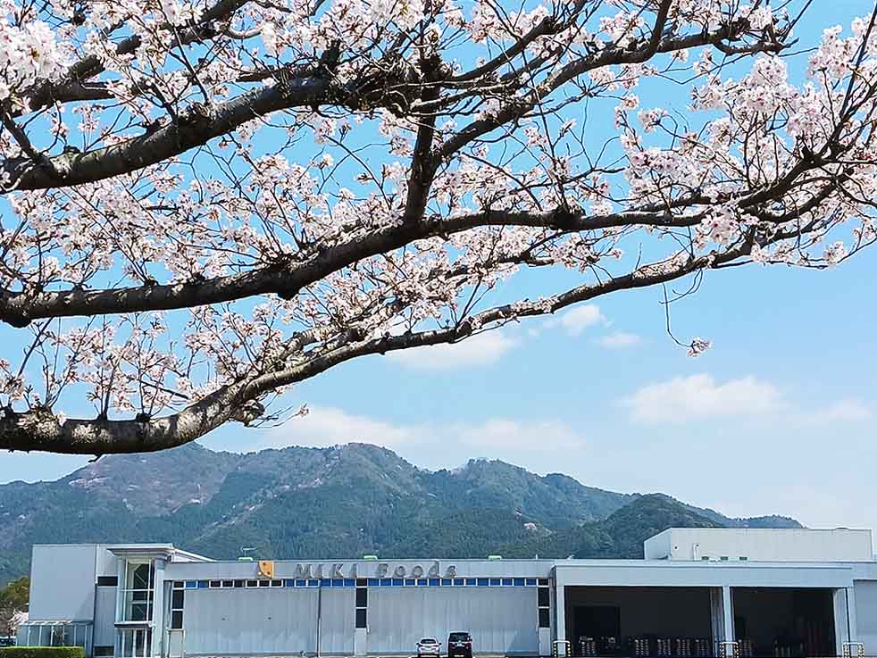 桜とミキの山南工場