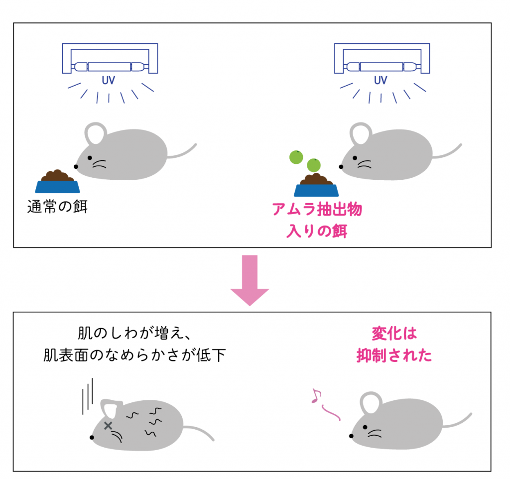 アムラが紫外線のダメージを抑制