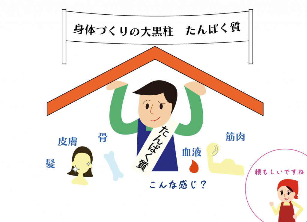 身体づくりの大黒柱たんぱく質