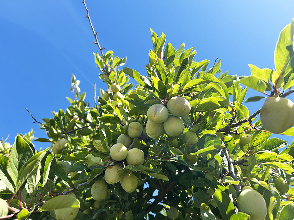 ミキプルーン農園に夏がやってきた！
