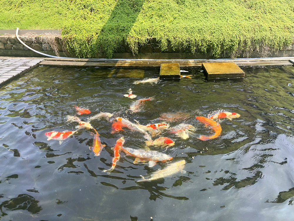 池には鯉が元気に泳いでいます