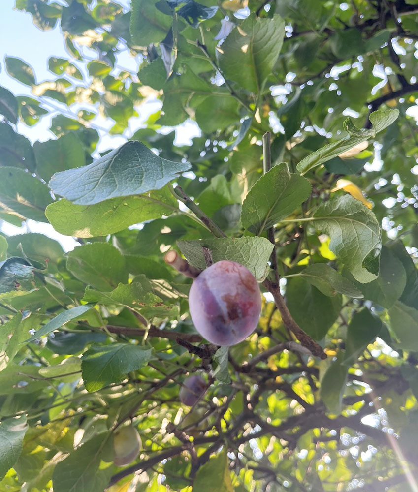 西宮工場のプルーン
