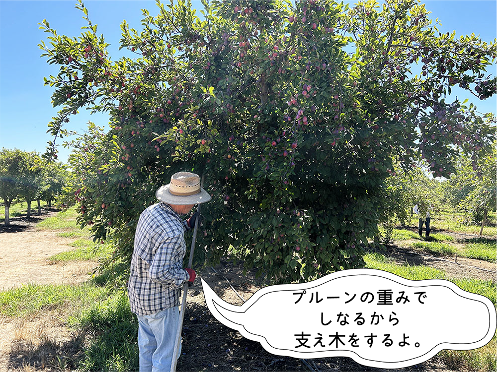 実が重いので支え木をします