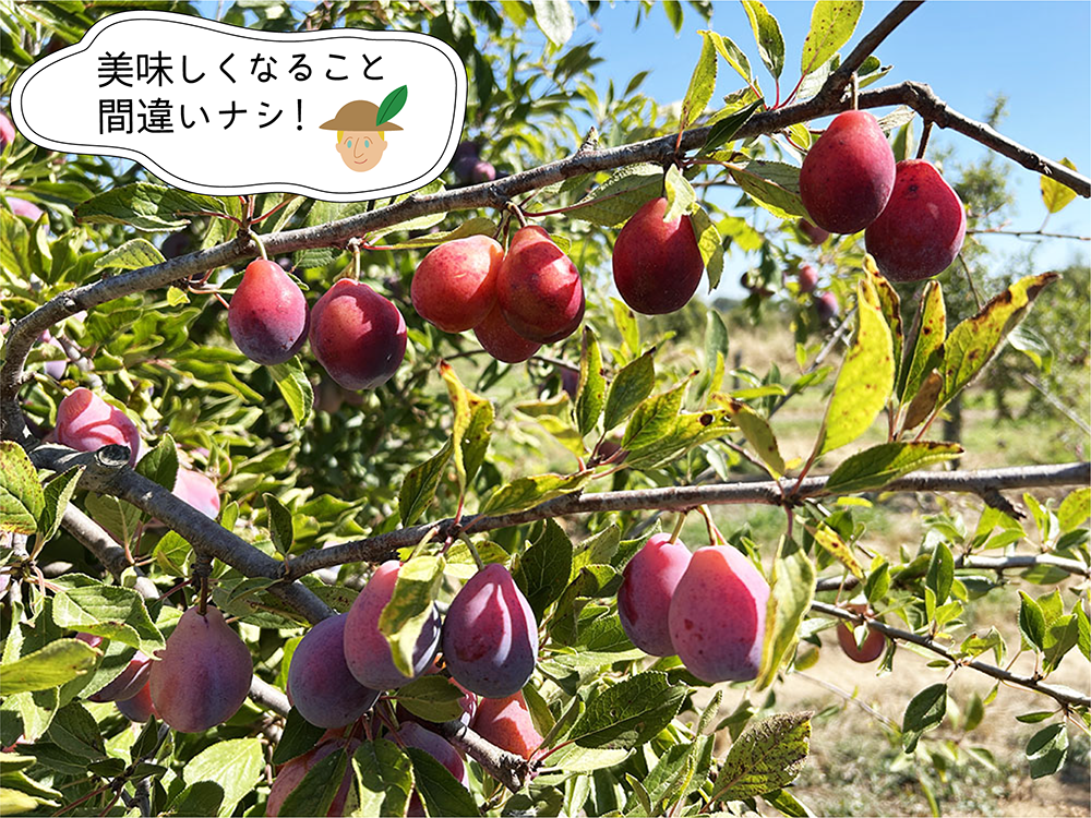 美味しそうに色づくプルーンの実